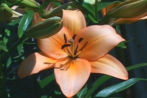 Day lily Stock Footage 80261