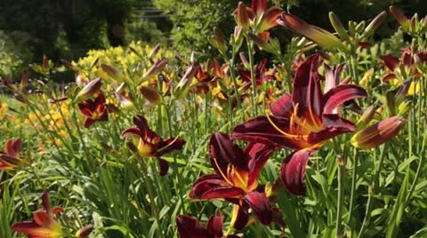 Day lily (Hemerocallis Arriba) Stock Footage 14890945