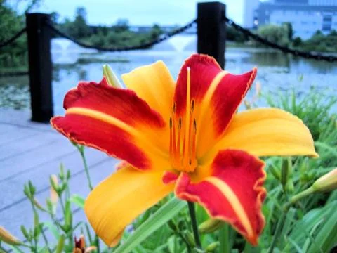 Day Lily in Office Park at Dusk Stock Photos