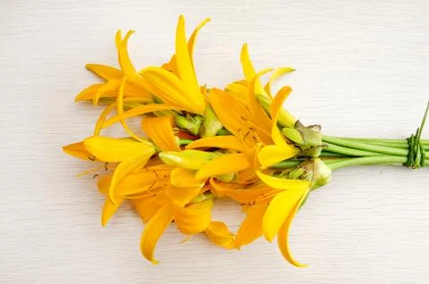 Day lily Stock Photos