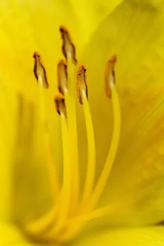 Day Lily Stock Photos