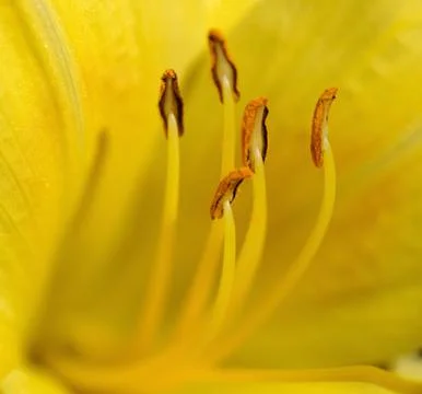 Day Lily Stock Photos