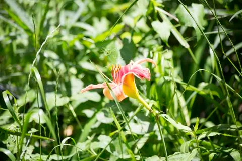 Day Lily Stock Photos