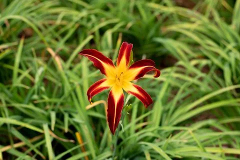 Day lily Foto stock
