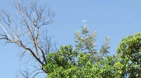 Day Moon Видео 23590950