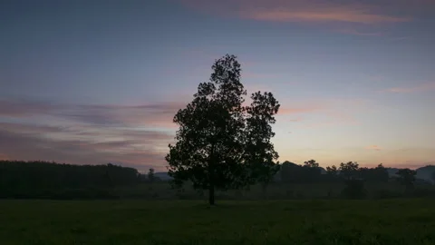 Day to night Time-lapse of alone tree in field	in morning Video stock 132212118