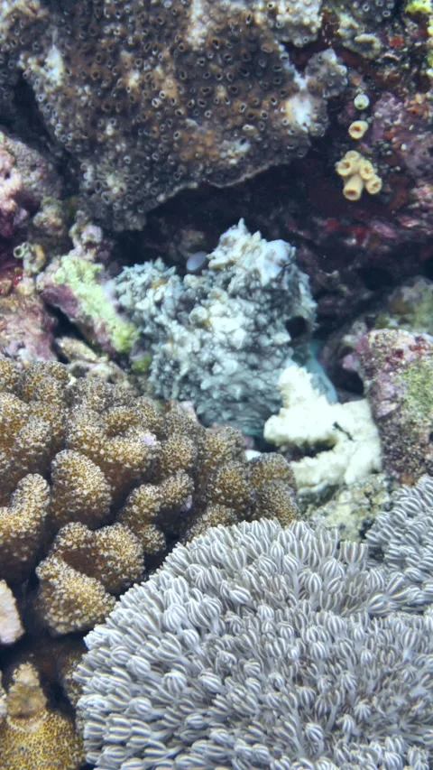 Day octopus blends into coral reef with textured camouflage Stock-Footage 325512256