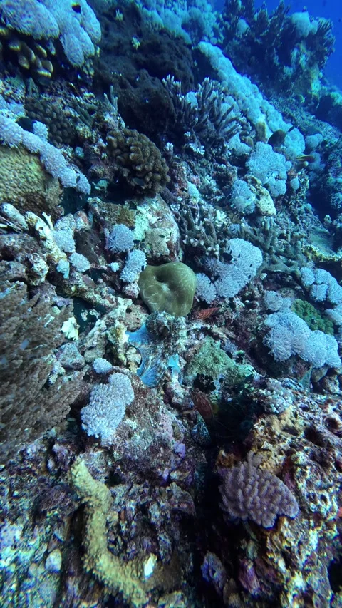 Day octopus blends with coral reef Stock Footage 325714371
