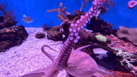 Day Octopus, Blue Octopus (Octopus Cyanea) Greeting A Visitor At The Long Beach Stock-Footage 317223375