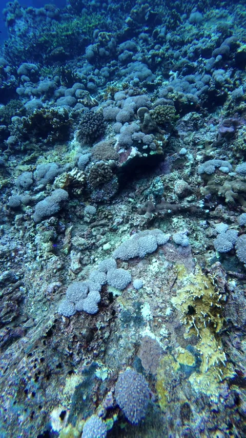 Day octopus changes skin texture Stock Footage 325713066