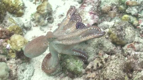 Day Octopus Changing Colors 스톡 동영상 64856205
