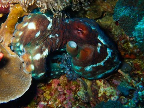 Day octopus lying in the reef Stock Photos