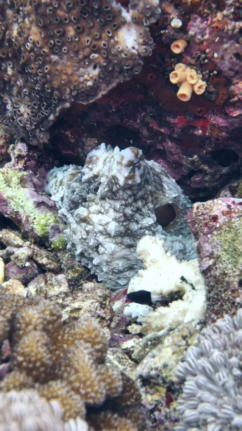 Day octopus rests quietly within coral crevices Video stock 325512328