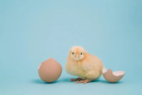 Day old chick with eggshell on blue background Stock Photos