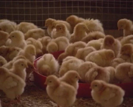 Day old chicks in poultry barn Stock Footage 48757463