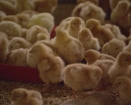 Day old chicks in poultry barn - medium shot Stock Footage 48757565