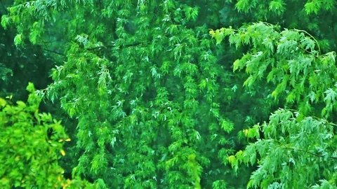A  day of rain and wind Stock Footage 102563096
