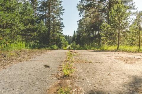 Day on the road in the forest, Fotos Stock