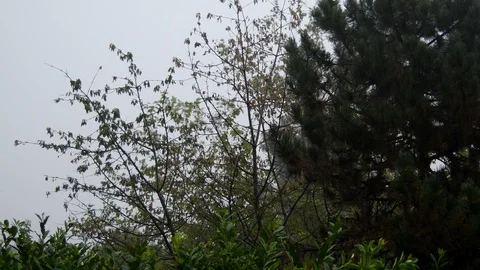 Day of strong wind and rain Stock Footage 113814270