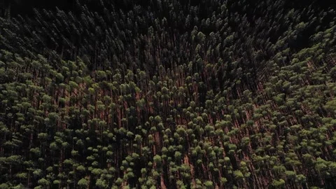 A day surrounded by pine trees Stock Footage 150338414