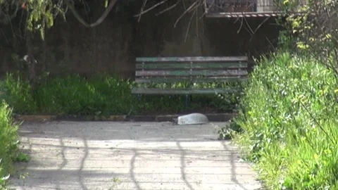 The day of the Syrian opposition control of Idlib 스톡 동영상 113676044