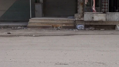 The day of the Syrian opposition control of Idlib Stock Footage 113676363