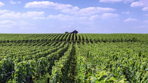 Day Time Lapse of vineyard in Champagne region, Ardennes, France Stock Footage 162515869