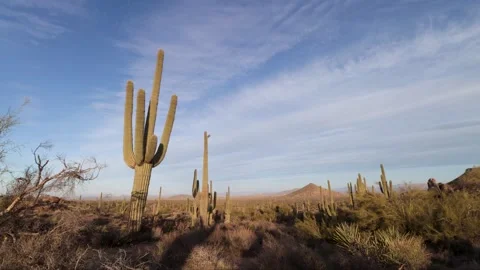 Day Time Time-Lapse In The AZ Sonoran Desert With Cactus Stock Footage 246644904