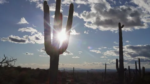 Day Time Time-Lapse In The Sonoran Desert With Cactus Stock Footage 246496123