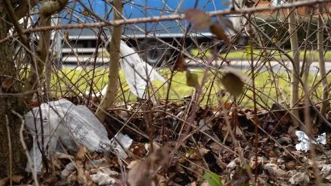 Day view closeup of young tree sprout polluted and covered with peace of plastic 스톡 사진