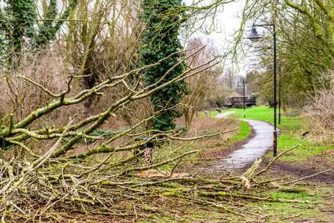 Day view fallen tree on British pedestrian way footpath Stock Photos