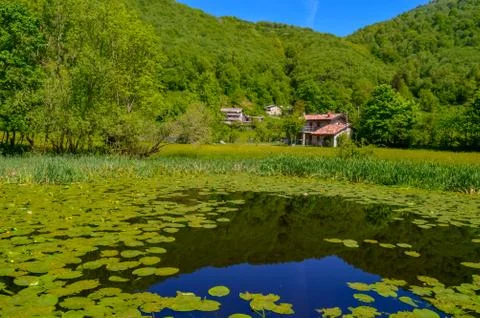 A day view of a lake or swamp filled with green circle leafs and several houses Stock Photos