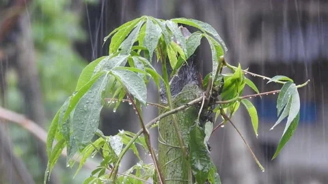 A day when rain come in the my village Video stock 157332181