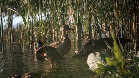 As the day winds down, ducks wade through the water Stock Photos