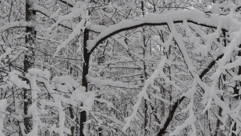A Day In The Winter Forest Snow Falling Movement Stock-Footage 86617362
