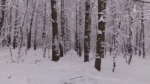 Day in the Winter Forest, the Trees are Covered with Snow Stock Footage 100970012