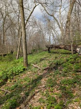 A day in the woods 스톡 사진