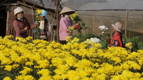 Day Workers work on Flower Farm Stock Footage 35564045