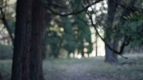 Day In Yosemite Park Video stock 87677746