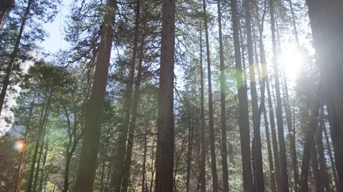 Day In Yosemite Park Video stock 87677974