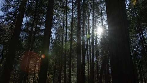 Day In Yosemite Park Stock Footage 87677985