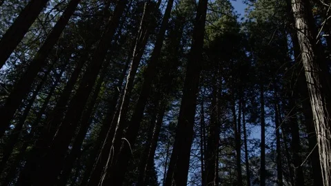 Day In Yosemite Park Stock Footage 87679274