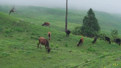 Dayara Bugyal Uttarakhand ,India. Cows grazing on green mountain hillside Stock Footage 339877441