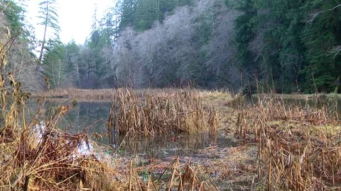 Daybreak over wild marsh Olympic Peninsula Wa. State Stock Footage 70822437