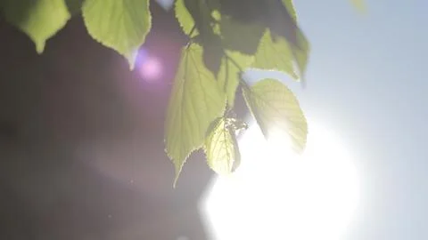 Daylight and Tree Leaves Stock Photos