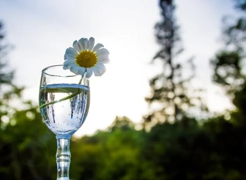 Daylight Daisy Photos