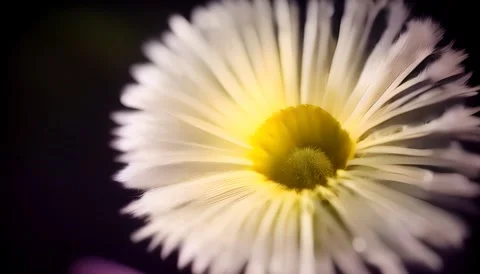 Daylight Dandelion Close-Up Stock Footage 247075495