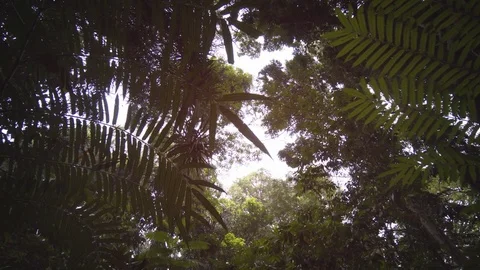 Daylight Filtering through Plants in Tropical Botanical Garden, with sound. Stock Footage 84308748