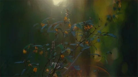 Daylight flaring through trees in the forest Stock Footage 107271282