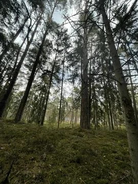 Daylight in the forest Foto stock
